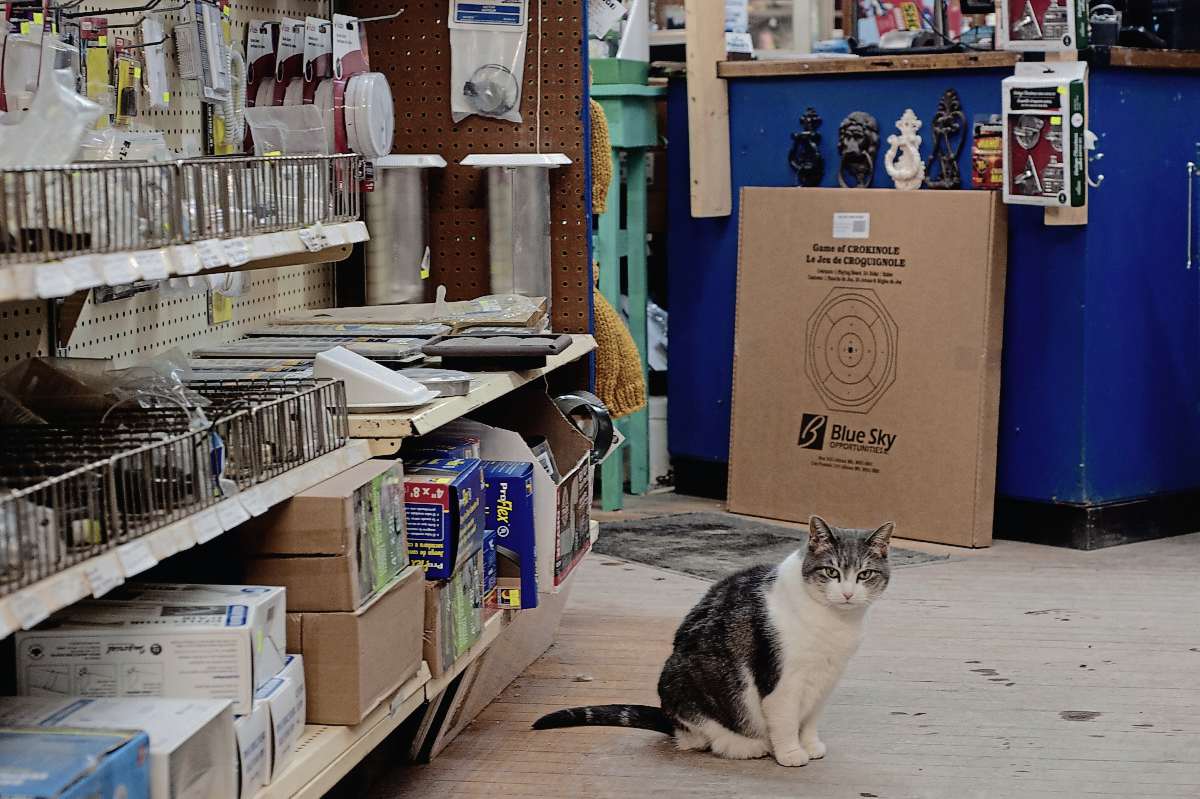 Ratchet the cat has lived at Pollock's Hardware for about 12 years. Staff come in on holidays to spend time with him, board chair Luba Bereza said.