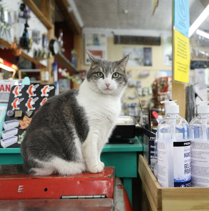 Ratchet, the store’s resident mascot, came to call Pollock’s home while still a kitten.